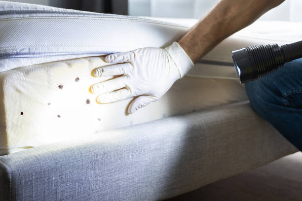 Best Local Pest Control Services  in Pleasant Hills, MD